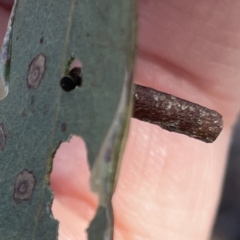 Hemibela sp. (genus) at Russell, ACT - 18 Sep 2023