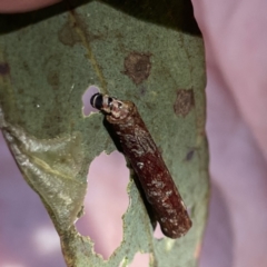 Hemibela sp. (genus) at Russell, ACT - 18 Sep 2023