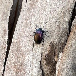 Chalcopteroides cupripennis at Russell, ACT - 18 Sep 2023