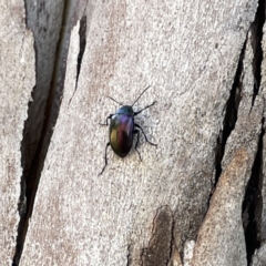 Chalcopteroides cupripennis at Russell, ACT - 18 Sep 2023