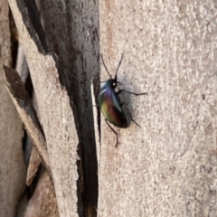 Unidentified at suppressed - 18 Sep 2023
