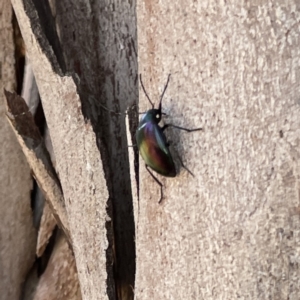 Chalcopteroides cupripennis at Russell, ACT - 18 Sep 2023