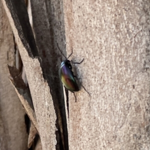 Chalcopteroides cupripennis at Russell, ACT - 18 Sep 2023