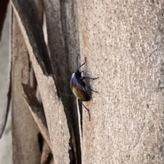 Chalcopteroides cupripennis at Russell, ACT - 18 Sep 2023 11:37 AM