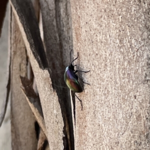 Chalcopteroides cupripennis at Russell, ACT - 18 Sep 2023