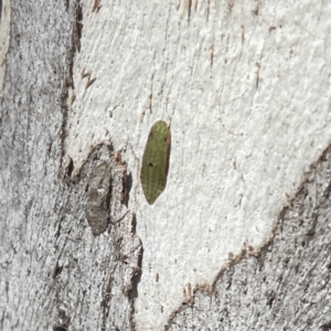 Ledromorpha planirostris at Russell, ACT - 18 Sep 2023