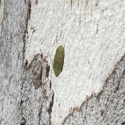 Ledromorpha planirostris (A leafhopper) at Russell, ACT - 18 Sep 2023 by Hejor1