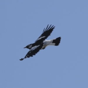 Grallina cyanoleuca at Strathnairn, ACT - 17 Sep 2023