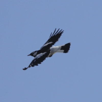 Grallina cyanoleuca (Magpie-lark) at Strathnairn, ACT - 17 Sep 2023 by AlisonMilton