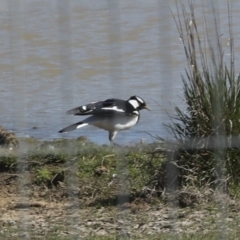 Grallina cyanoleuca at Strathnairn, ACT - 17 Sep 2023