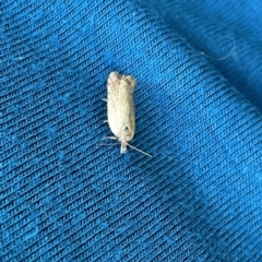 Unidentified Pyralid or Snout Moth (Pyralidae & Crambidae) at Canberra, ACT - 17 Sep 2023 by Hejor1