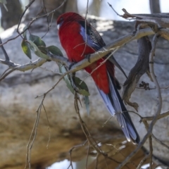 Platycercus elegans (Crimson Rosella) at Strathnairn, ACT - 17 Sep 2023 by AlisonMilton