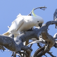 Cacatua galerita (Sulphur-crested Cockatoo) at Strathnairn, ACT - 17 Sep 2023 by AlisonMilton