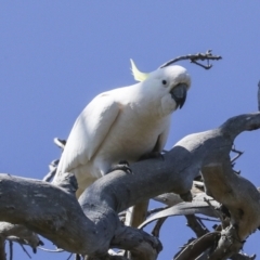 Cacatua galerita at Strathnairn, ACT - 17 Sep 2023