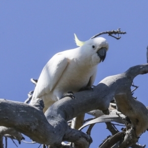 Cacatua galerita at Strathnairn, ACT - 17 Sep 2023 11:40 AM