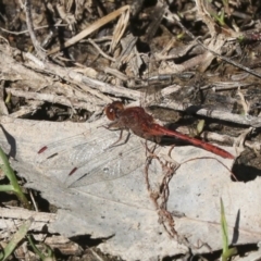 Diplacodes bipunctata (Wandering Percher) at Ginninderry Conservation Corridor - 17 Sep 2023 by AlisonMilton