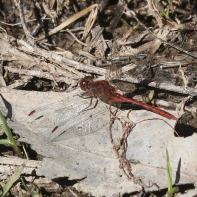 Diplacodes bipunctata (Wandering Percher) at Strathnairn, ACT - 17 Sep 2023 by AlisonMilton