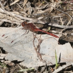 Diplacodes bipunctata at Strathnairn, ACT - 17 Sep 2023 12:12 PM