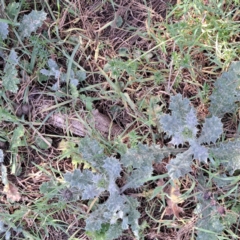Onopordum acanthium (Scotch Thistle) at Mount Majura - 18 Sep 2023 by abread111