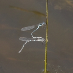 Austrolestes leda (Wandering Ringtail) at CCG050: Double Dam  - 17 Sep 2023 by AlisonMilton