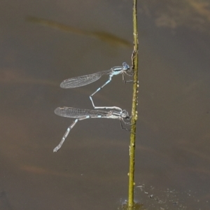 Austrolestes leda at Strathnairn, ACT - 17 Sep 2023