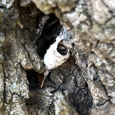 Unidentified Other moth at Canberra, ACT - 17 Sep 2023 by Hejor1