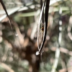 Chironomidae (family) at Greenleigh, NSW - 16 Sep 2023