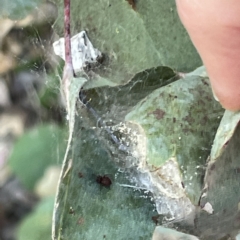 Araneae sp. (order) at Greenleigh, NSW - 16 Sep 2023