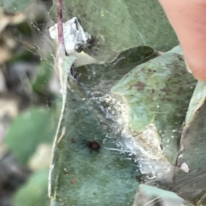 Araneae sp. (order) at Greenleigh, NSW - 16 Sep 2023