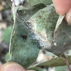Araneae sp. (order) at Greenleigh, NSW - 16 Sep 2023