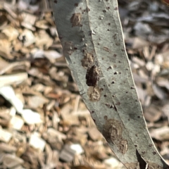 Socca pustulosa (Knobbled Orbweaver) at QPRC LGA - 16 Sep 2023 by Hejor1