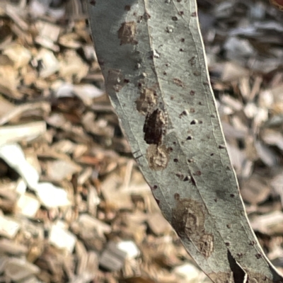 Socca pustulosa (Knobbled Orbweaver) at Greenleigh, NSW - 16 Sep 2023 by Hejor1