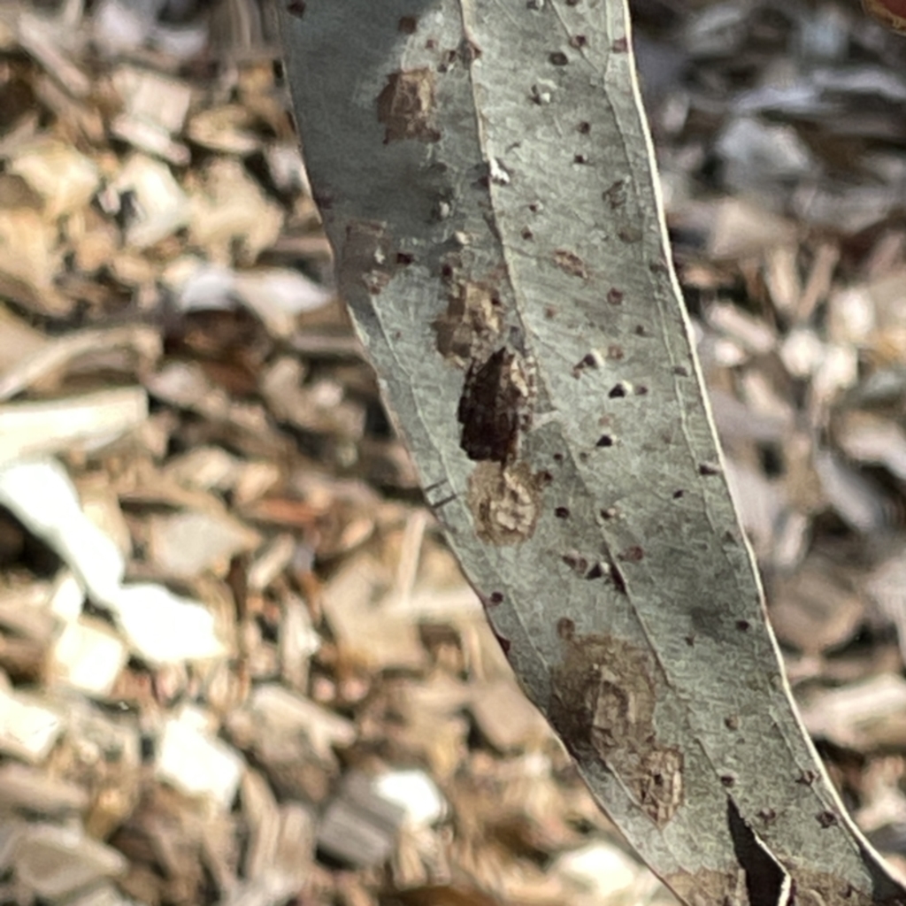 Socca pustulosa at Greenleigh, NSW - 16 Sep 2023