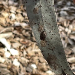 Socca pustulosa at Greenleigh, NSW - 16 Sep 2023