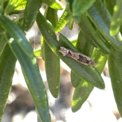 Crocidosema plebejana (Cotton Tipworm Moth) at Glebe Park - 17 Sep 2023 by Hejor1