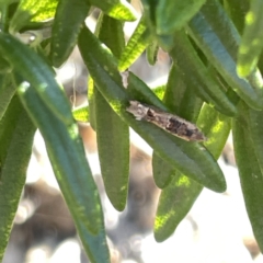 Crocidosema plebejana (Cotton Tipworm Moth) at City Renewal Authority Area - 17 Sep 2023 by Hejor1