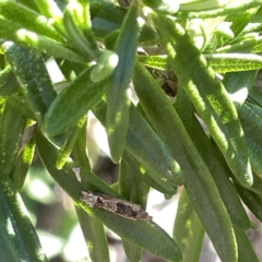 Crocidosema plebejana at Canberra, ACT - 17 Sep 2023