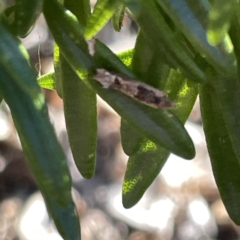 Crocidosema plebejana at Canberra, ACT - 17 Sep 2023