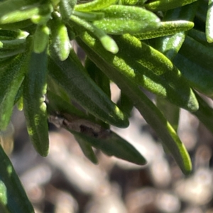 Crocidosema plebejana at Canberra, ACT - 17 Sep 2023