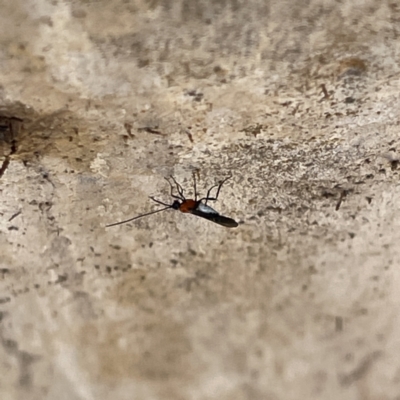 Braconidae (family) (Unidentified braconid wasp) at Greenleigh, NSW - 16 Sep 2023 by Hejor1