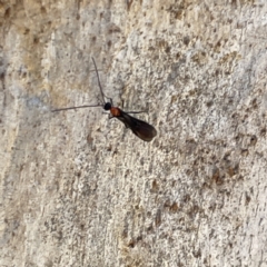 Braconidae (family) at Greenleigh, NSW - 16 Sep 2023 02:40 PM