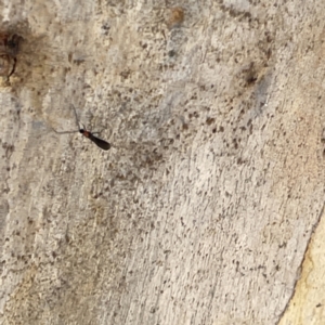 Braconidae sp. (family) at Greenleigh, NSW - 16 Sep 2023