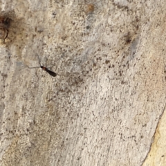 Braconidae (family) at Greenleigh, NSW - 16 Sep 2023