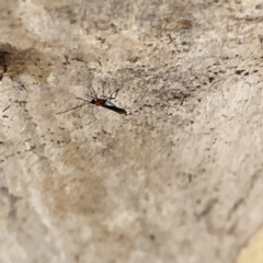 Braconidae sp. (family) at Greenleigh, NSW - 16 Sep 2023