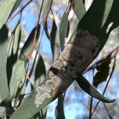 Glycaspis sp. (genus) at Greenleigh, NSW - 16 Sep 2023 by Hejor1