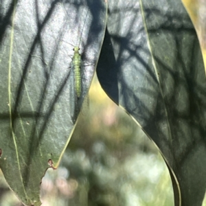 Mallada sp. (genus) at Greenleigh, NSW - 16 Sep 2023