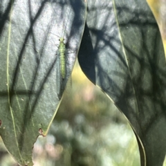 Mallada sp. (genus) (Green lacewing) at QPRC LGA - 16 Sep 2023 by Hejor1