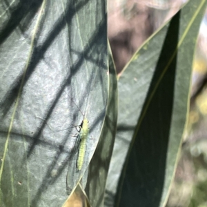 Mallada sp. (genus) at Greenleigh, NSW - 16 Sep 2023