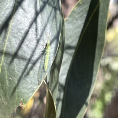 Mallada sp. (genus) at Greenleigh, NSW - 16 Sep 2023