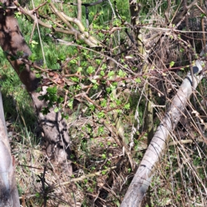 Crataegus monogyna at Majura, ACT - 18 Sep 2023 10:42 AM